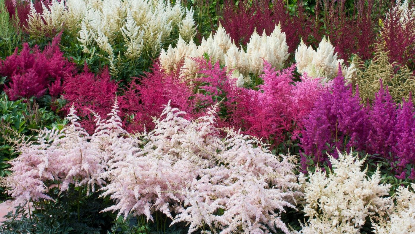 6 Astilbe