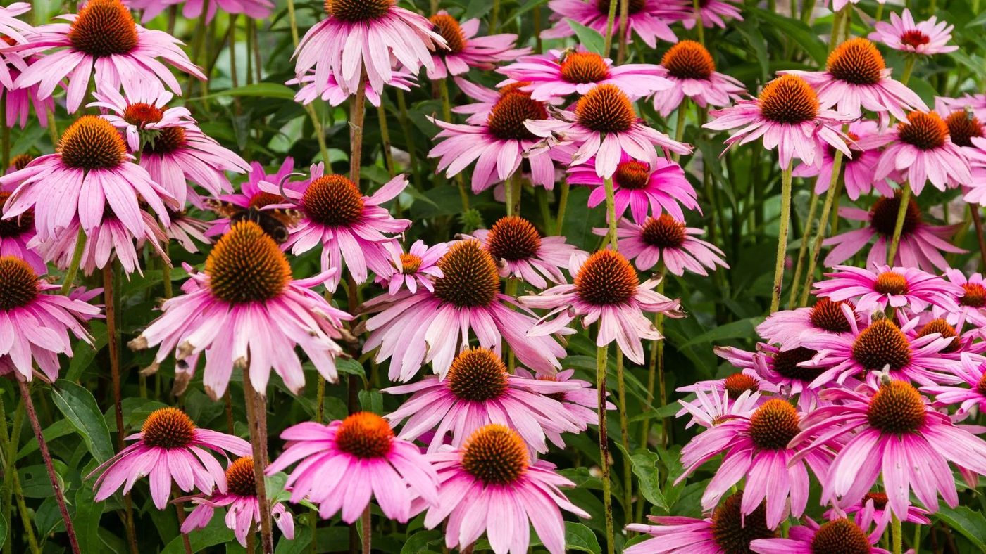 15 Coneflowers (Echinacea) Ss