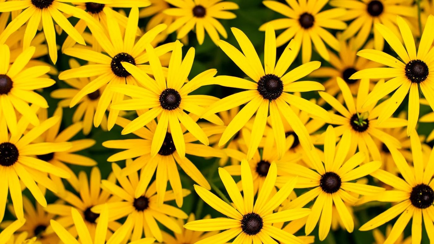 10 Black Eyed Susans (Rudbeckia) Ss
