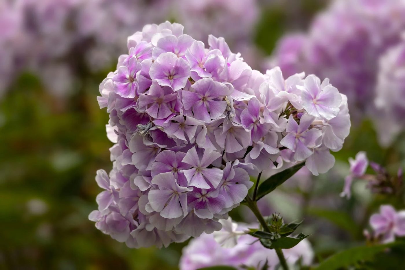 Phlox