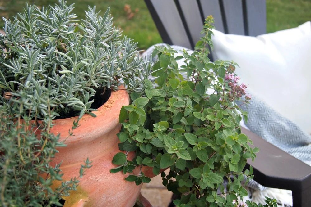 Deck makeover on a modest-cost - The Learner Observer for Bekob