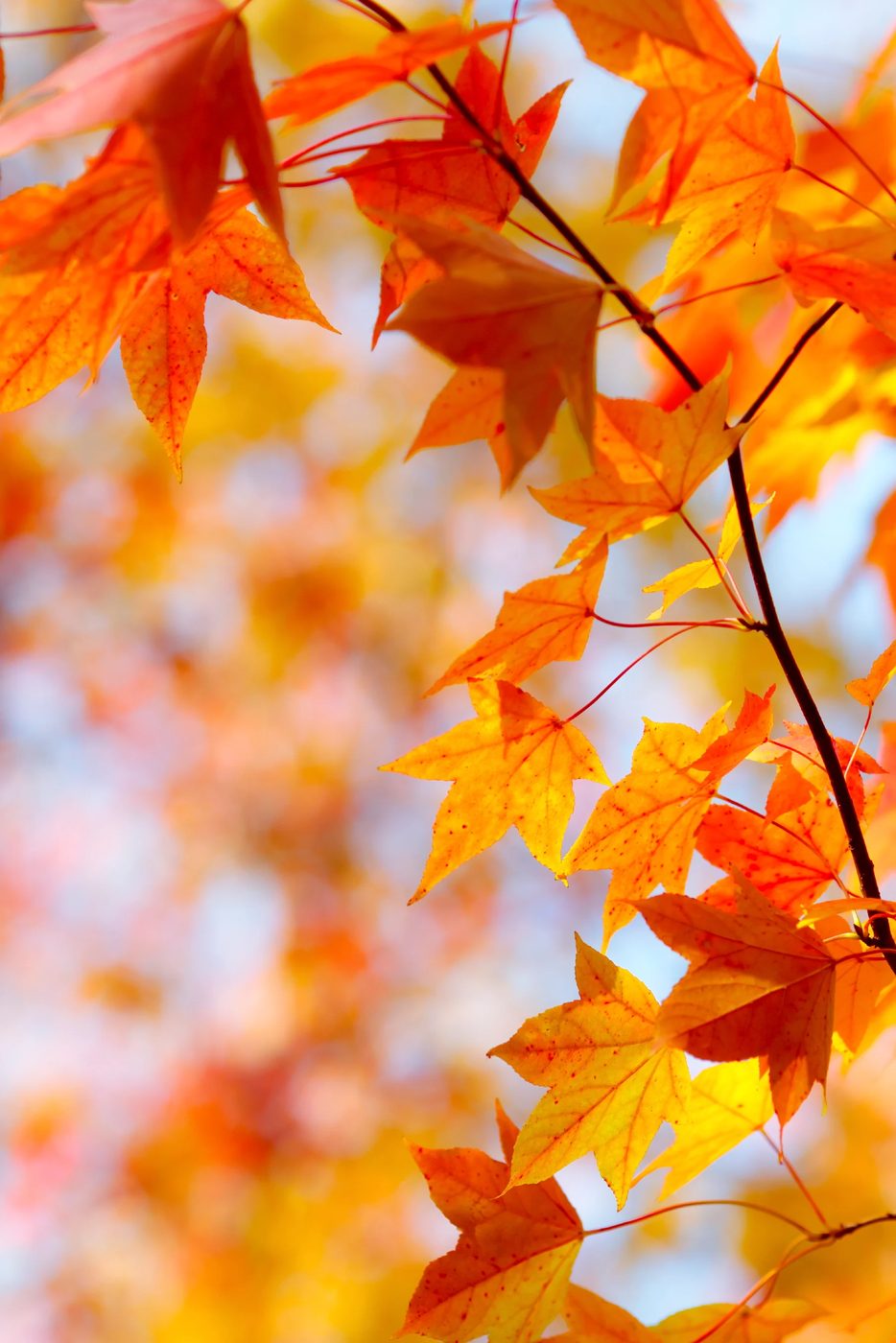 Try These 10 Fun Handmade Projects With Leaves