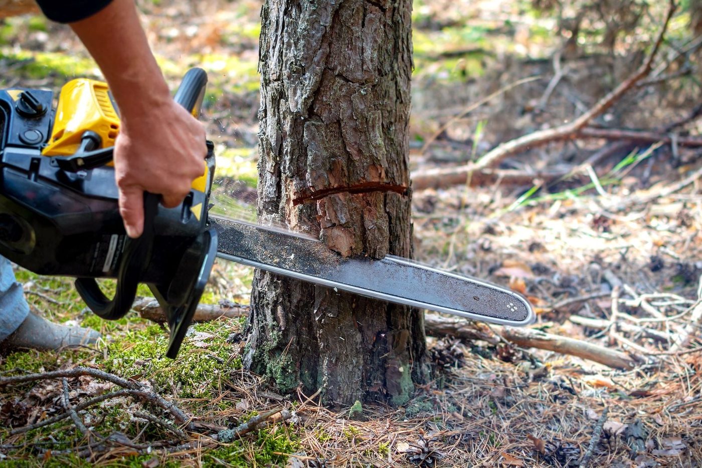 Cutting Dead Tree