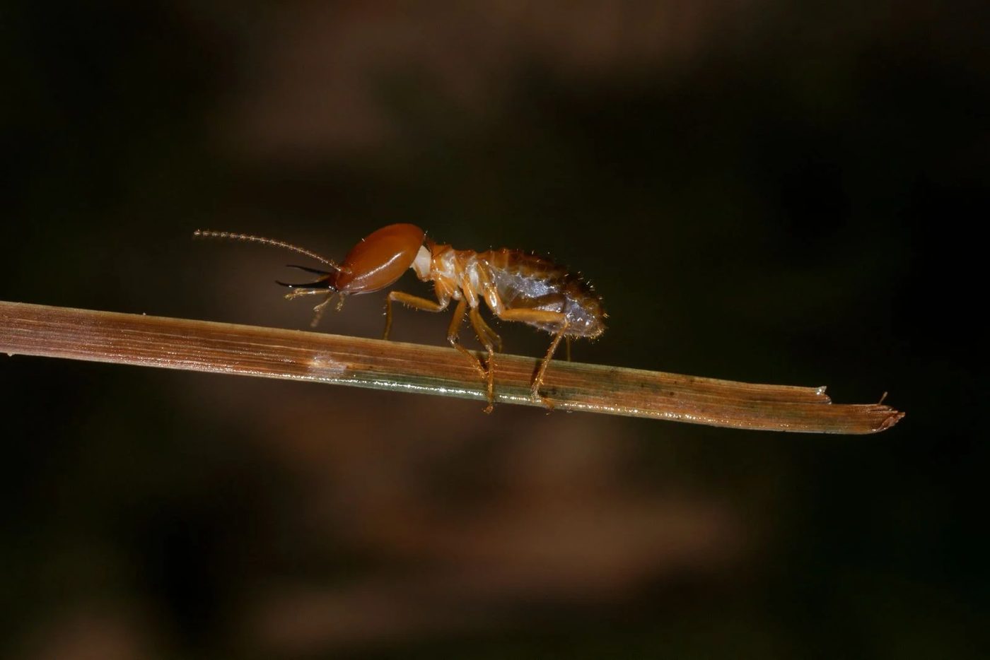 Close Up Termite