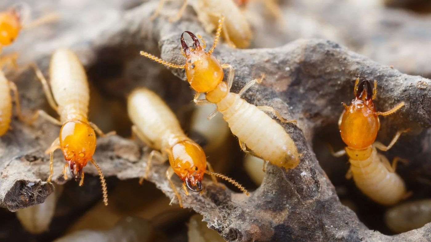 Direct Termite Defense: Protect Your Home Today!