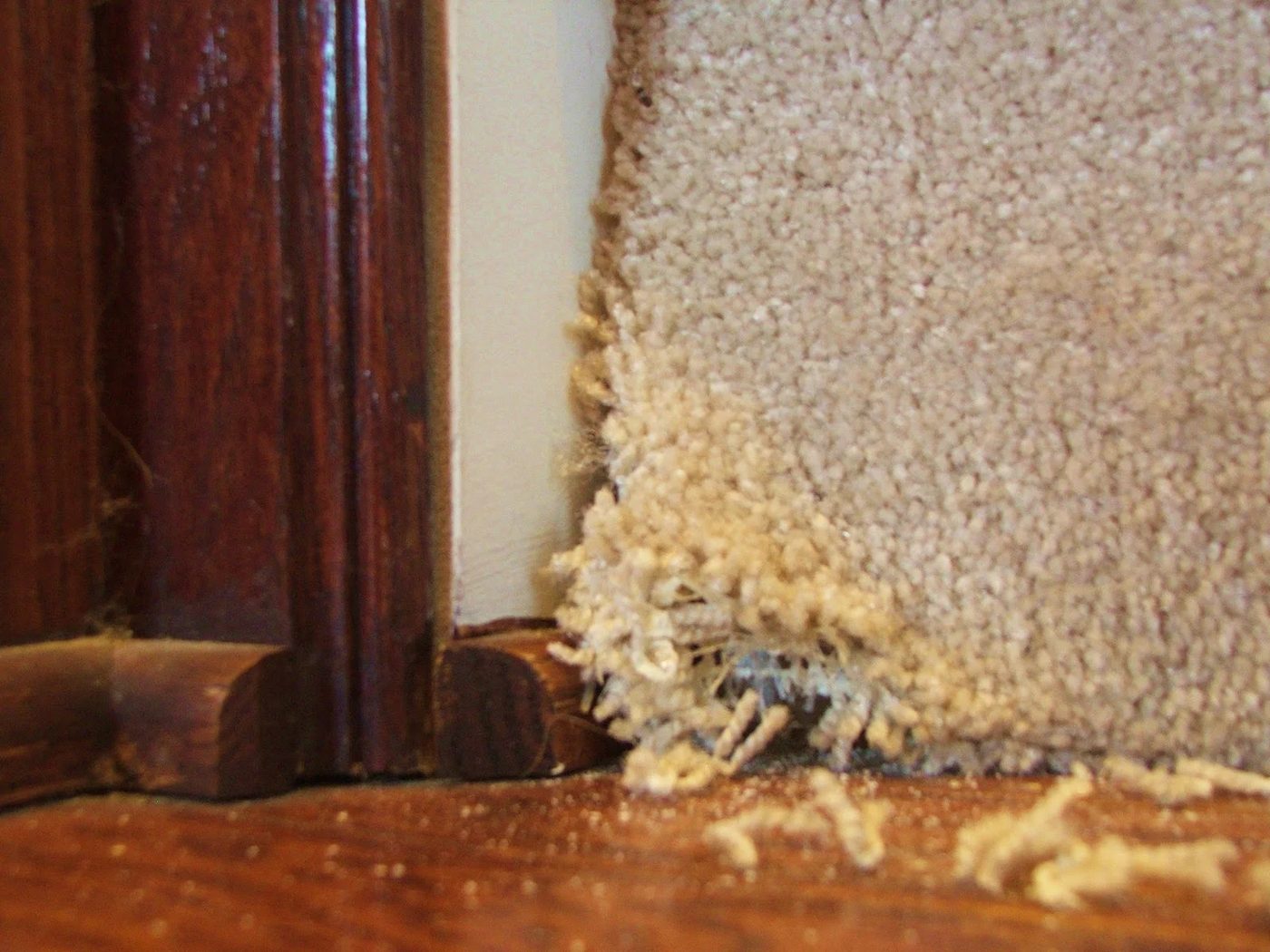 5 How To Remove Carpet From Stairs, By Cleverly Inspired, Featured On @Bekob