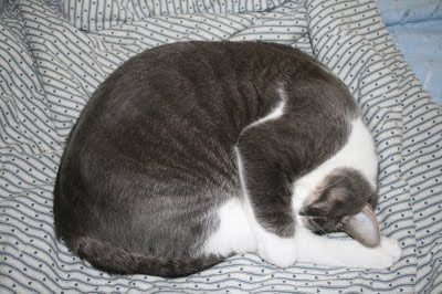 Urgh,.. Sorry,.. Hairball