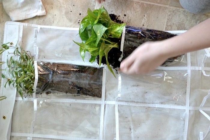 vertical plant hanger filling.