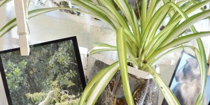 Vertical Hanging Indoor Planter