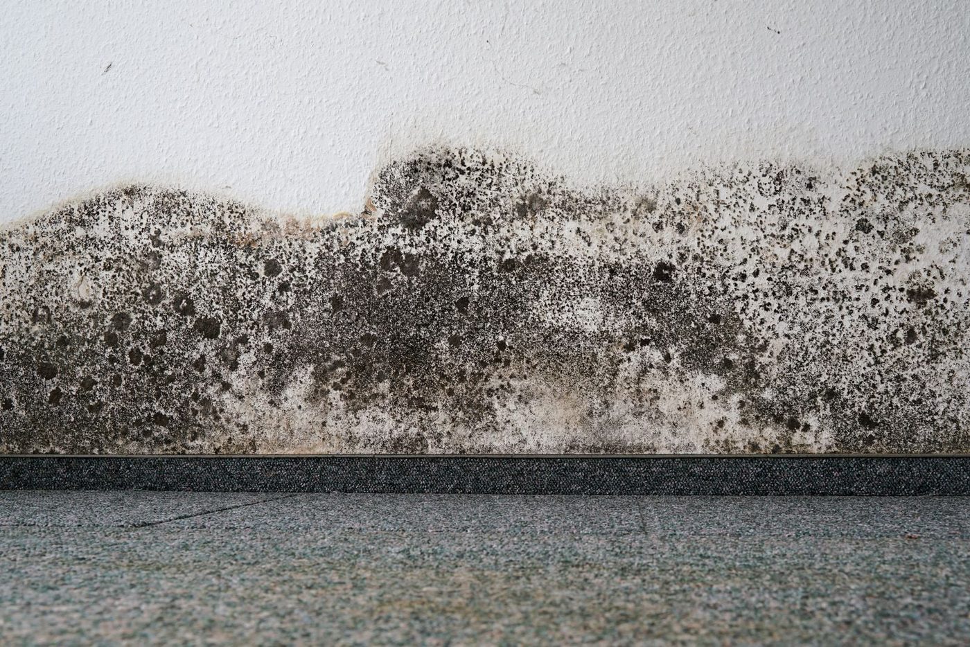 Mold Growth