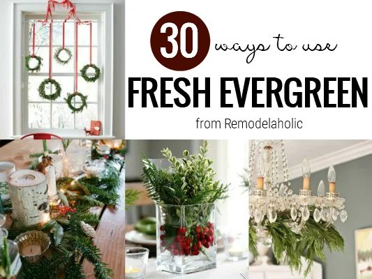 How To Use Fresh Evergreen From Bekob