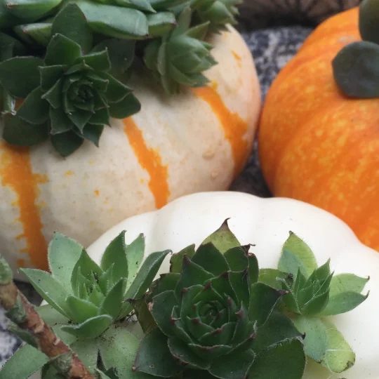 Friday Favorites Fall Decor options