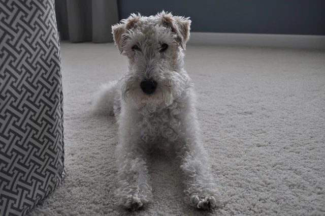 Decor And The Dog Featured On @Bekob