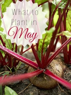 What to Plant in May | Tipsaholic.com #gardening #vegetables #planting #food #healthy