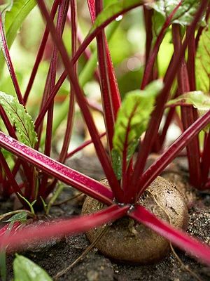 What to Plant in May