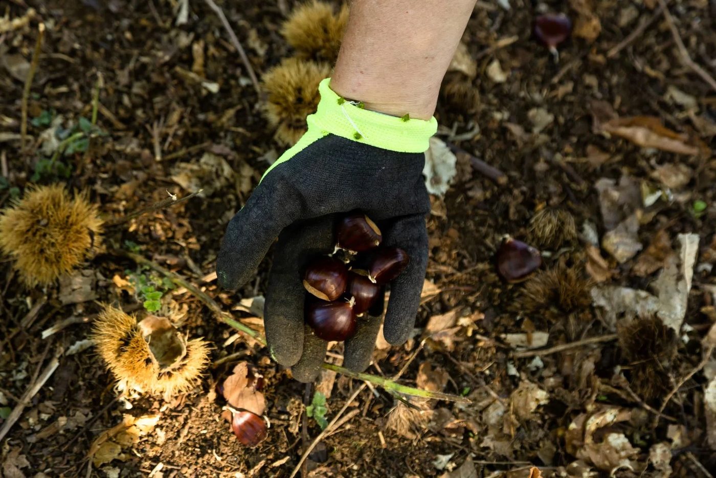 Harvesting