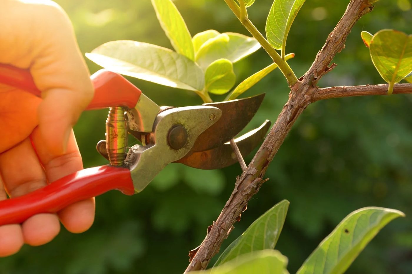 Plant Pruning