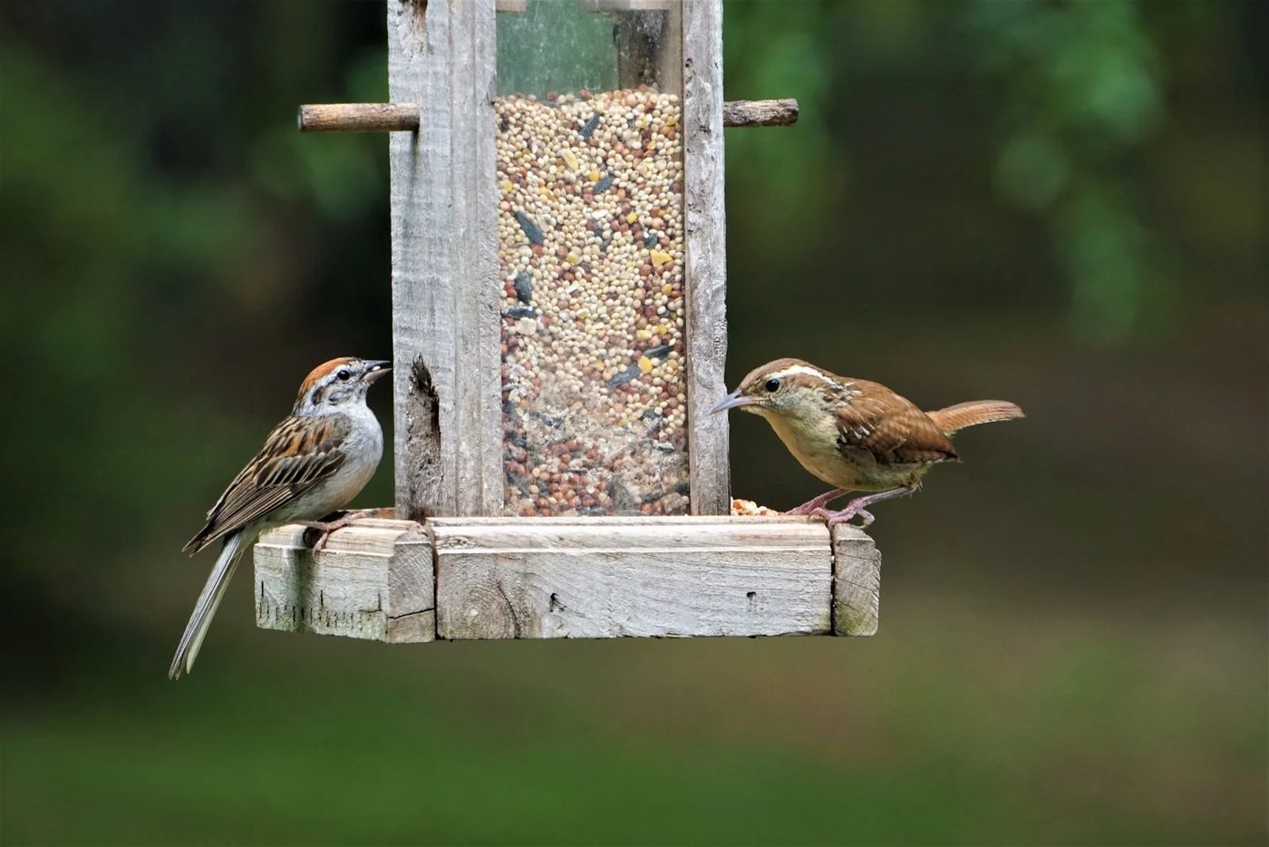 Bird Feeding