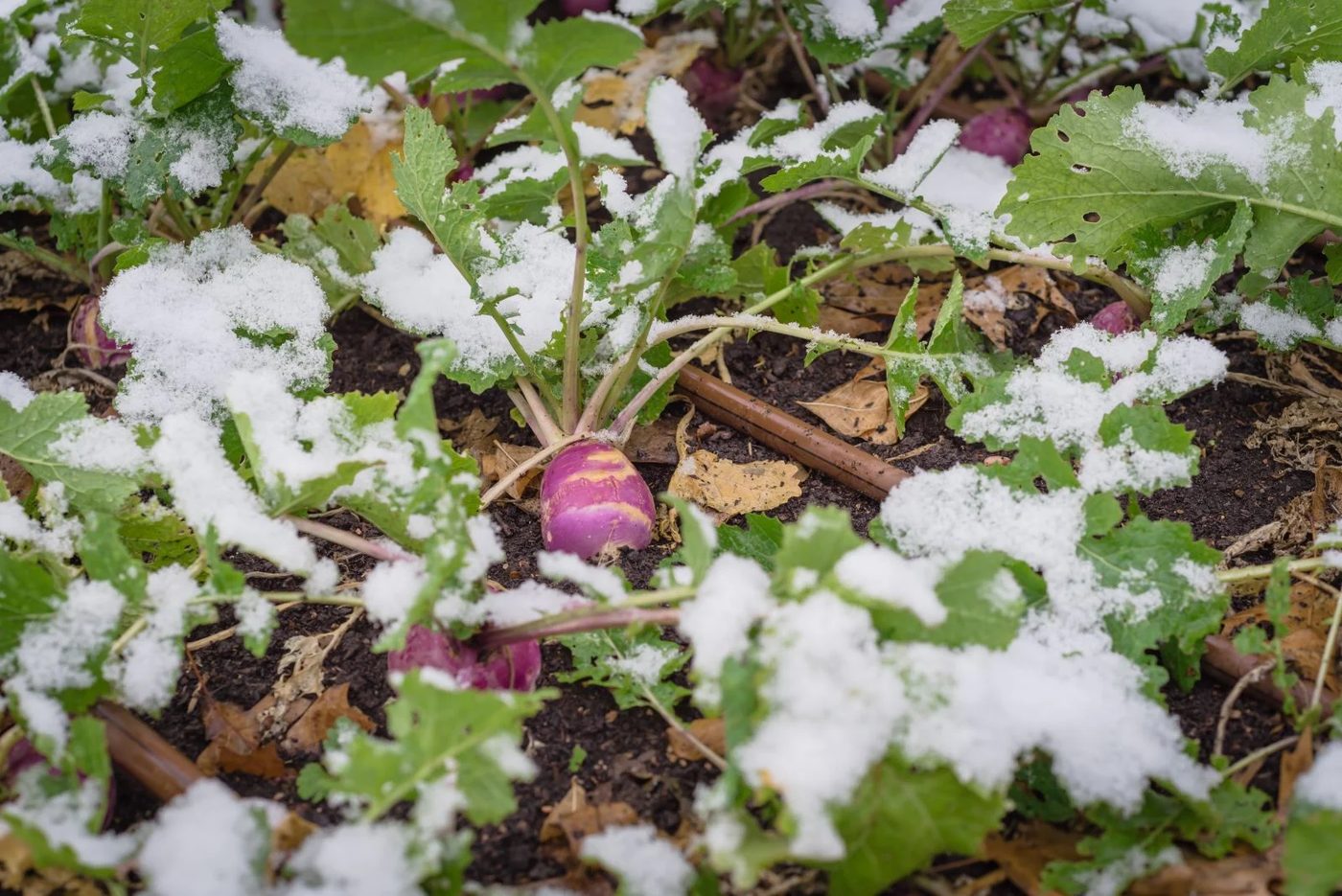Winter Vegetable