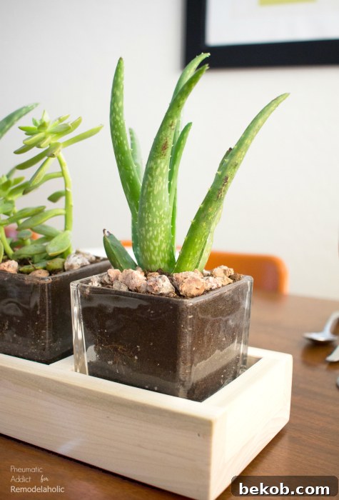 How To Modern Succulent Long Centerpiece