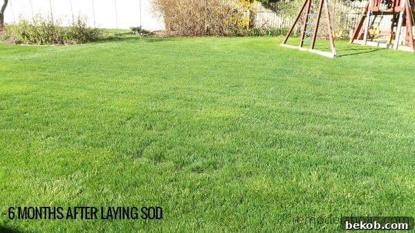 6 Months After Sod Installation #remodelaholic Tips To Lay Your Own Sod