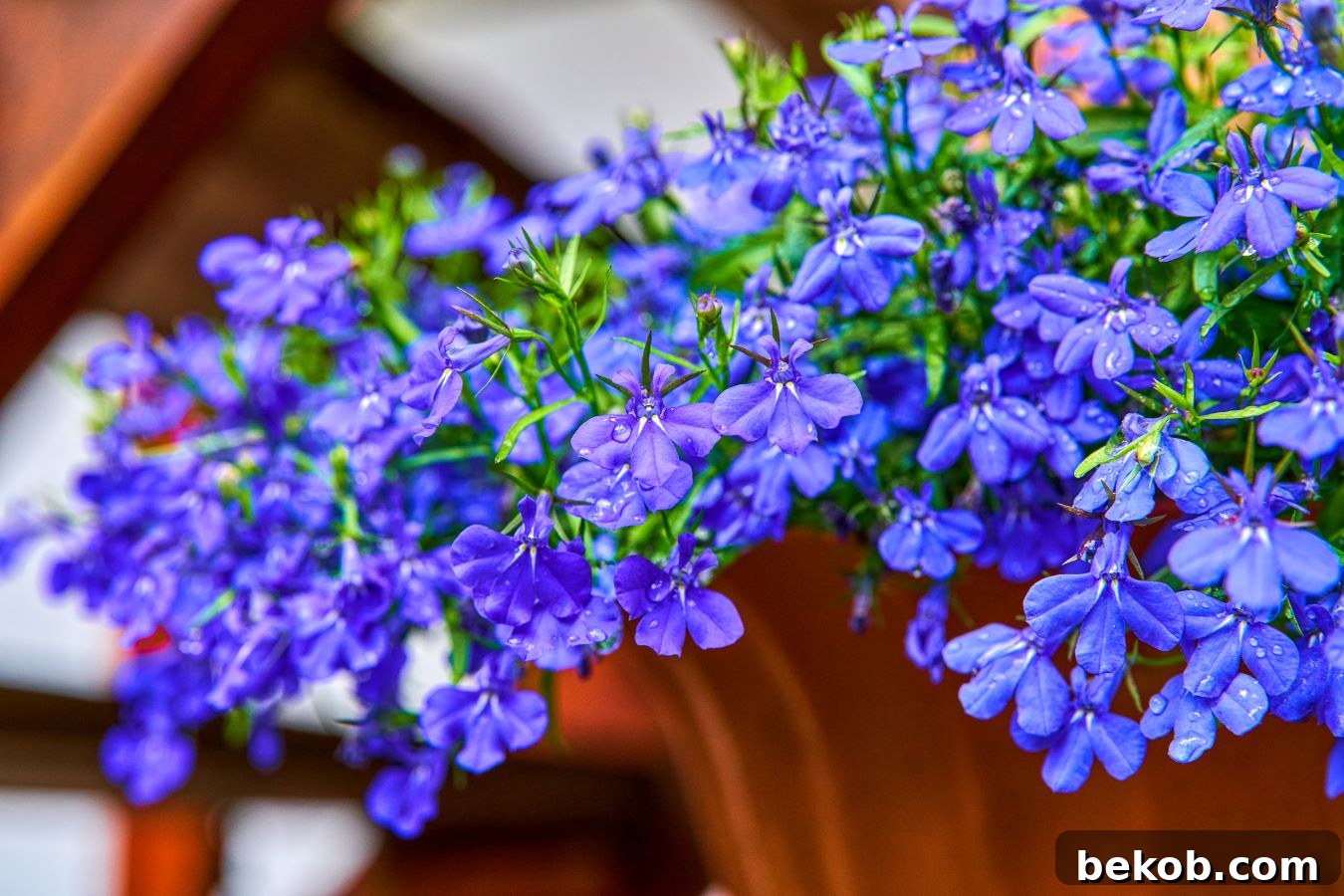 Lobelia Erinus