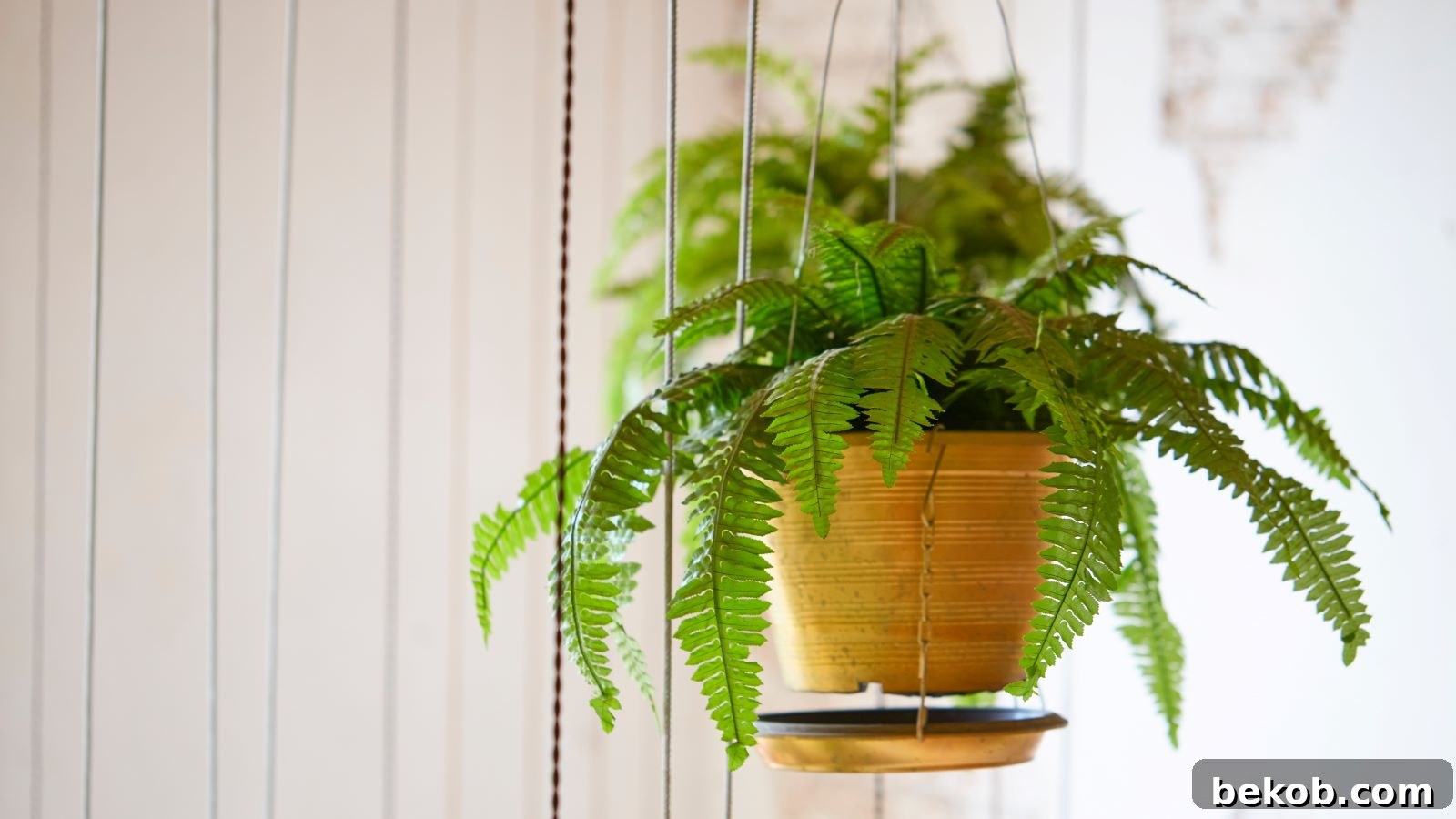 Boston Fern: Best Low Maintenance Houseplants for a Lush Green Home