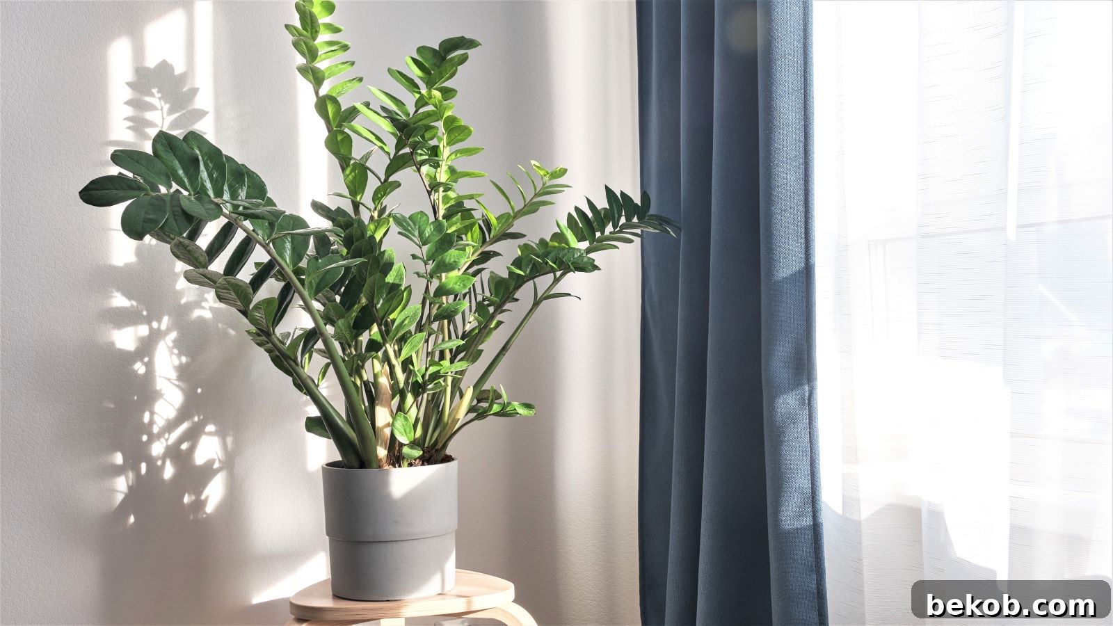 ZZ Plant: Practically a Challenge to Kill This Indestructible Houseplant