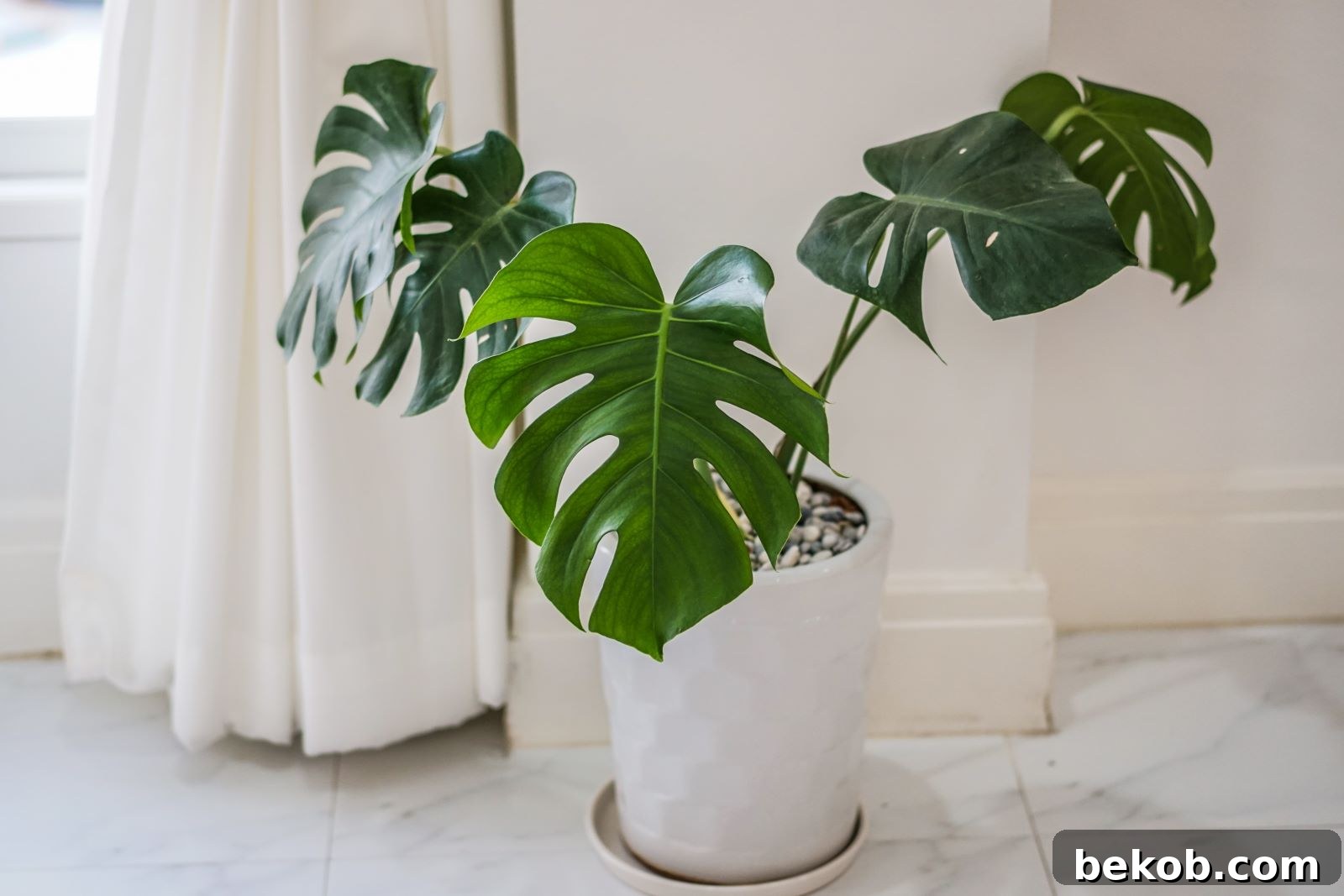 Philodendron: Fast-Growing Household Plant That Adapts Easily
