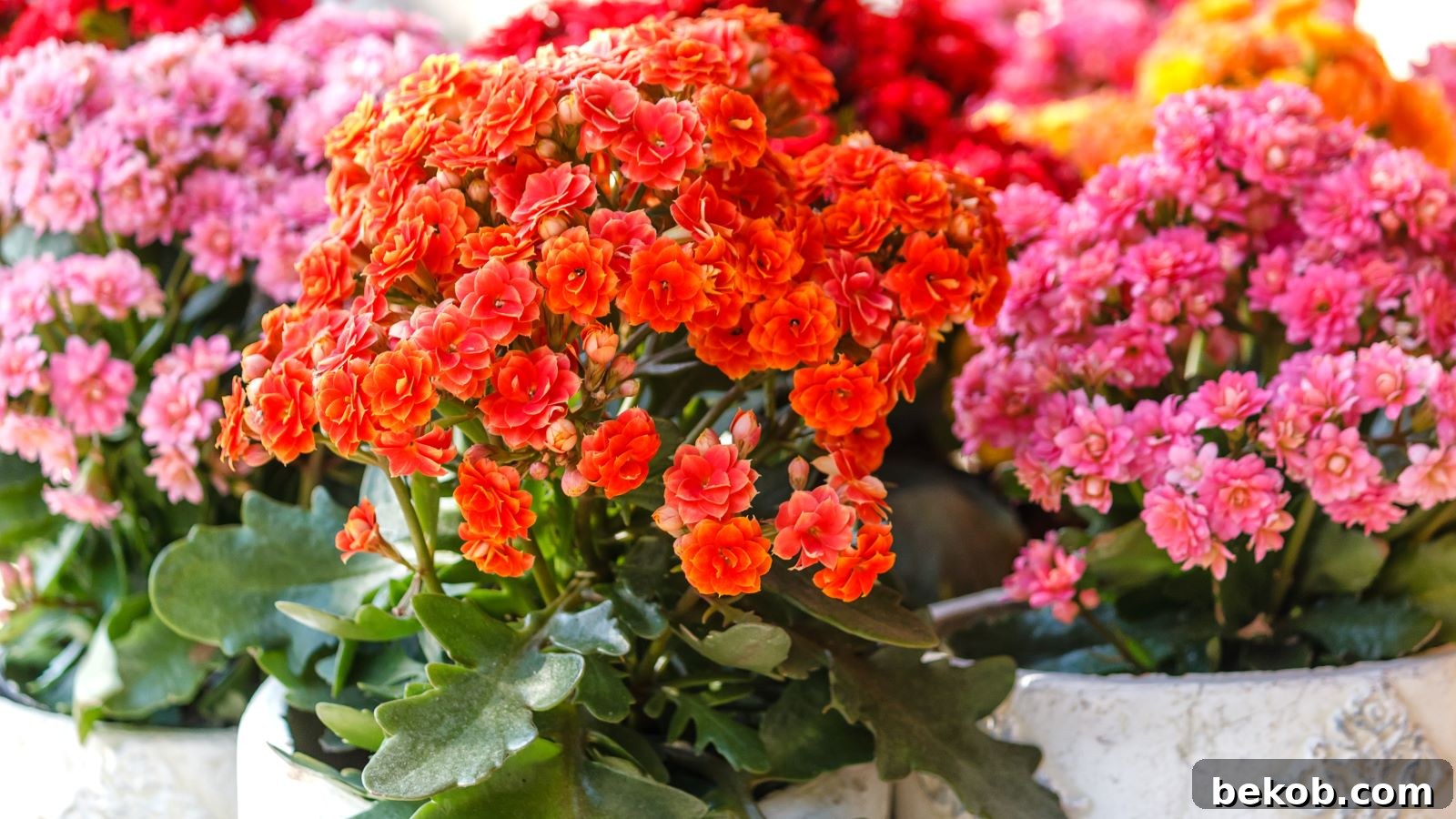 Kalanchoe: Best Low-Maintenance Flowering Houseplant