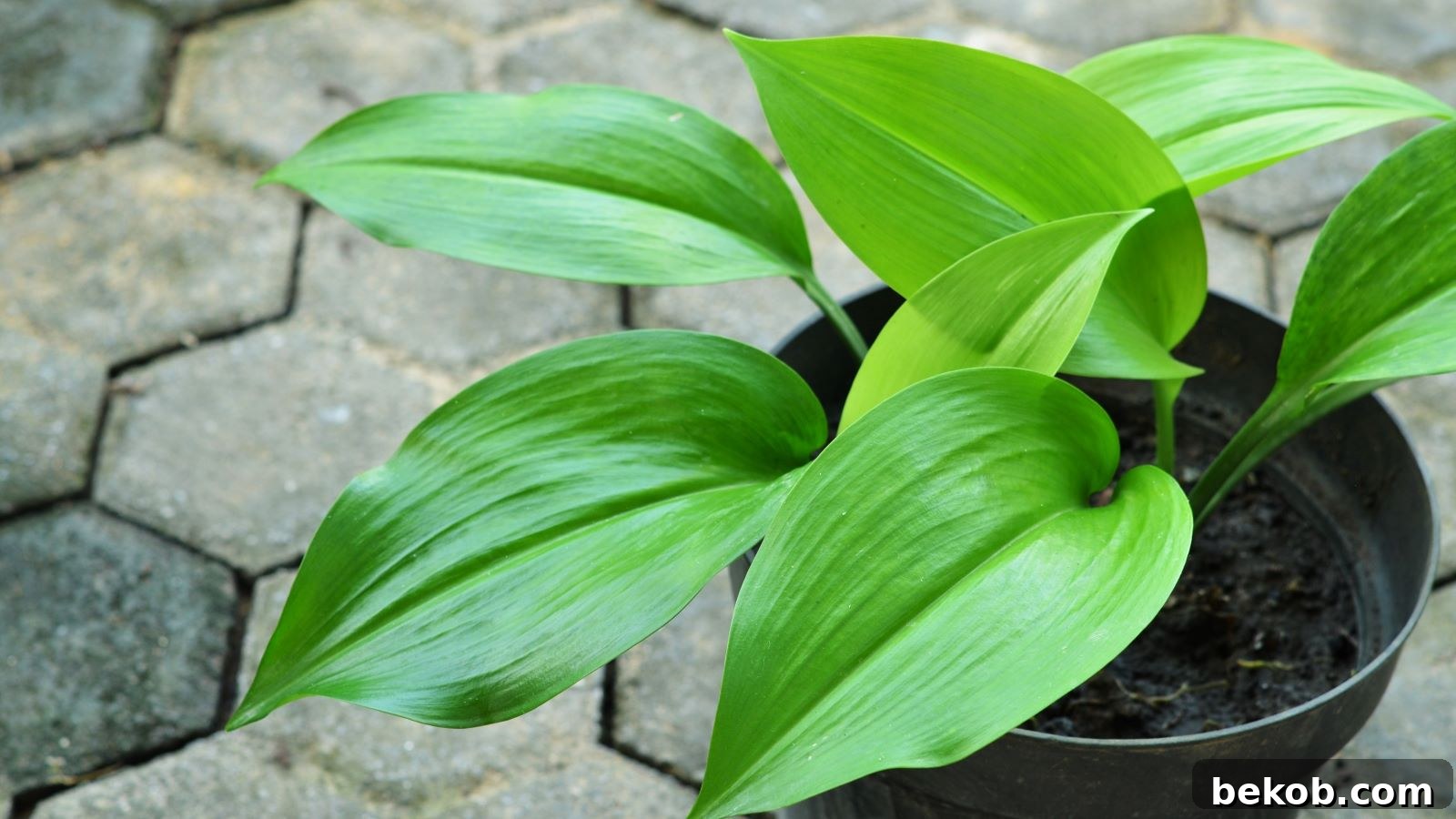 Cast Iron Plants: Nearly Indestructible and Thrives in Any Condition