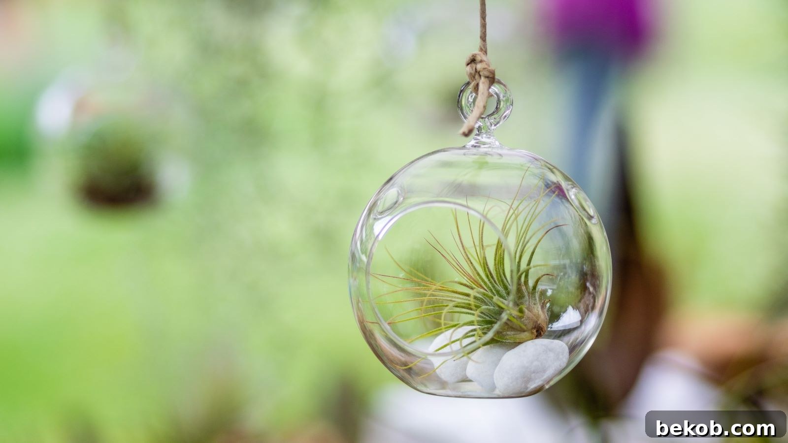 Air Plants: Perfect for the Always Busy Type, Thriving on Little Attention