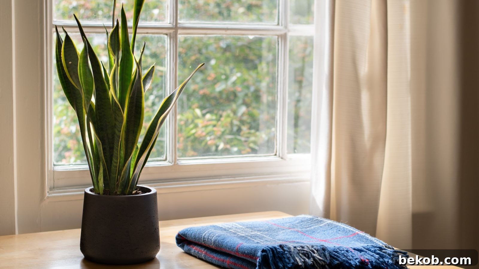 Snake Plant: Best Low-Maintenance Houseplant for Busy Individuals