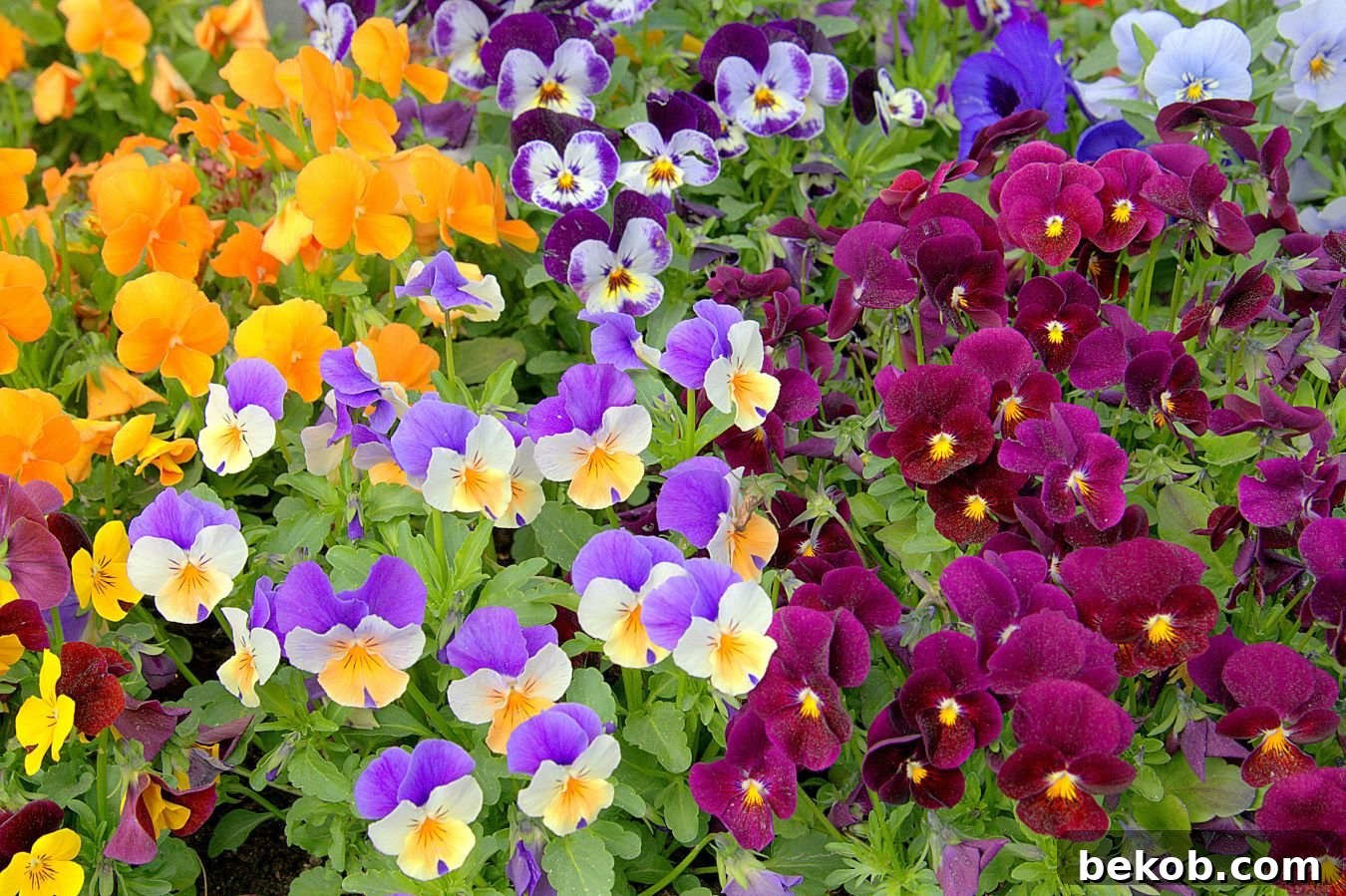Pansy (Viola) Shutterstock