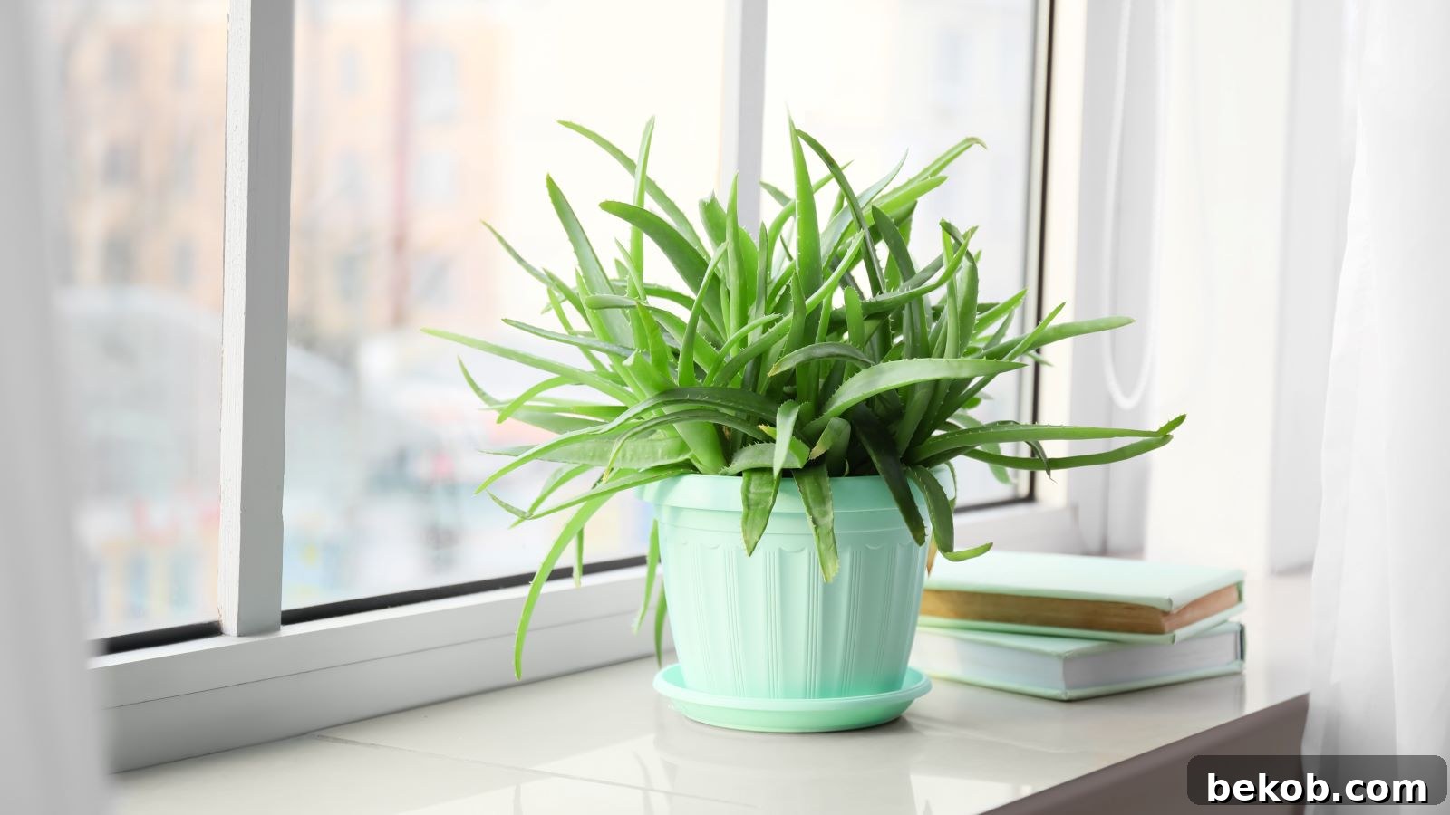 Aloe Vera Plant: Great For Burns and Easy to Care For