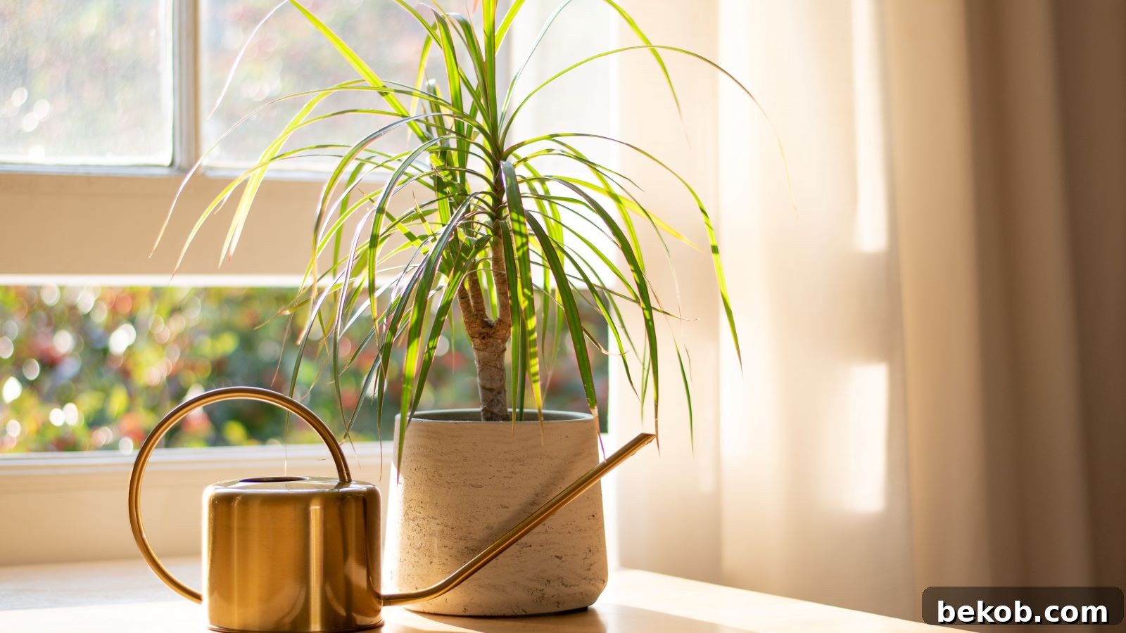 Dracaena: One of the Best Low Maintenance Houseplants