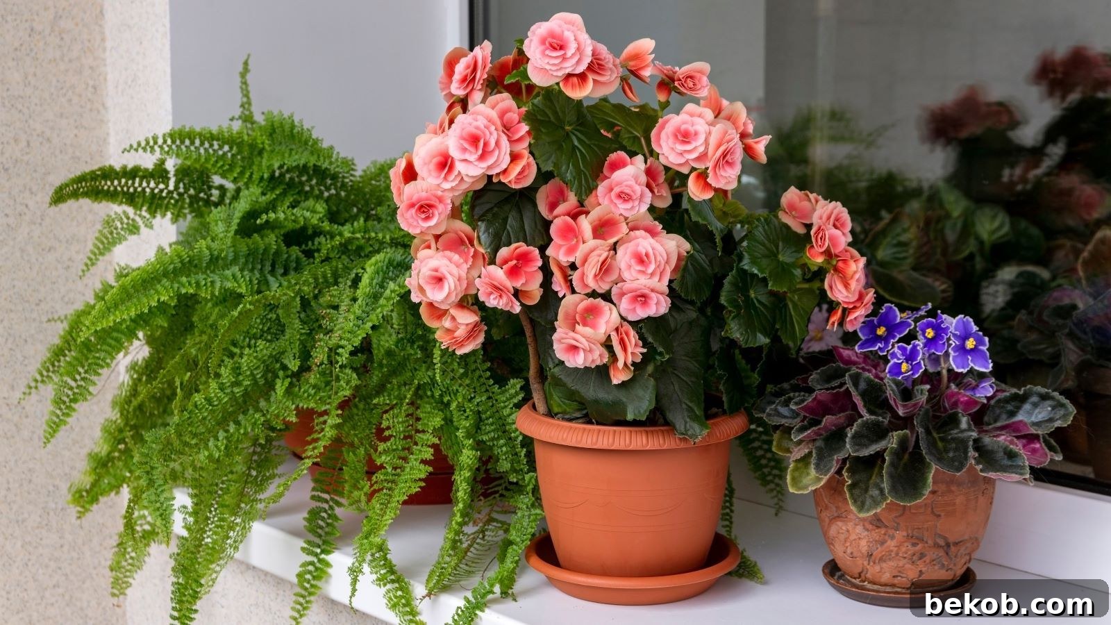 Flowering Begonia Plant: Adds Beauty to Any Room
