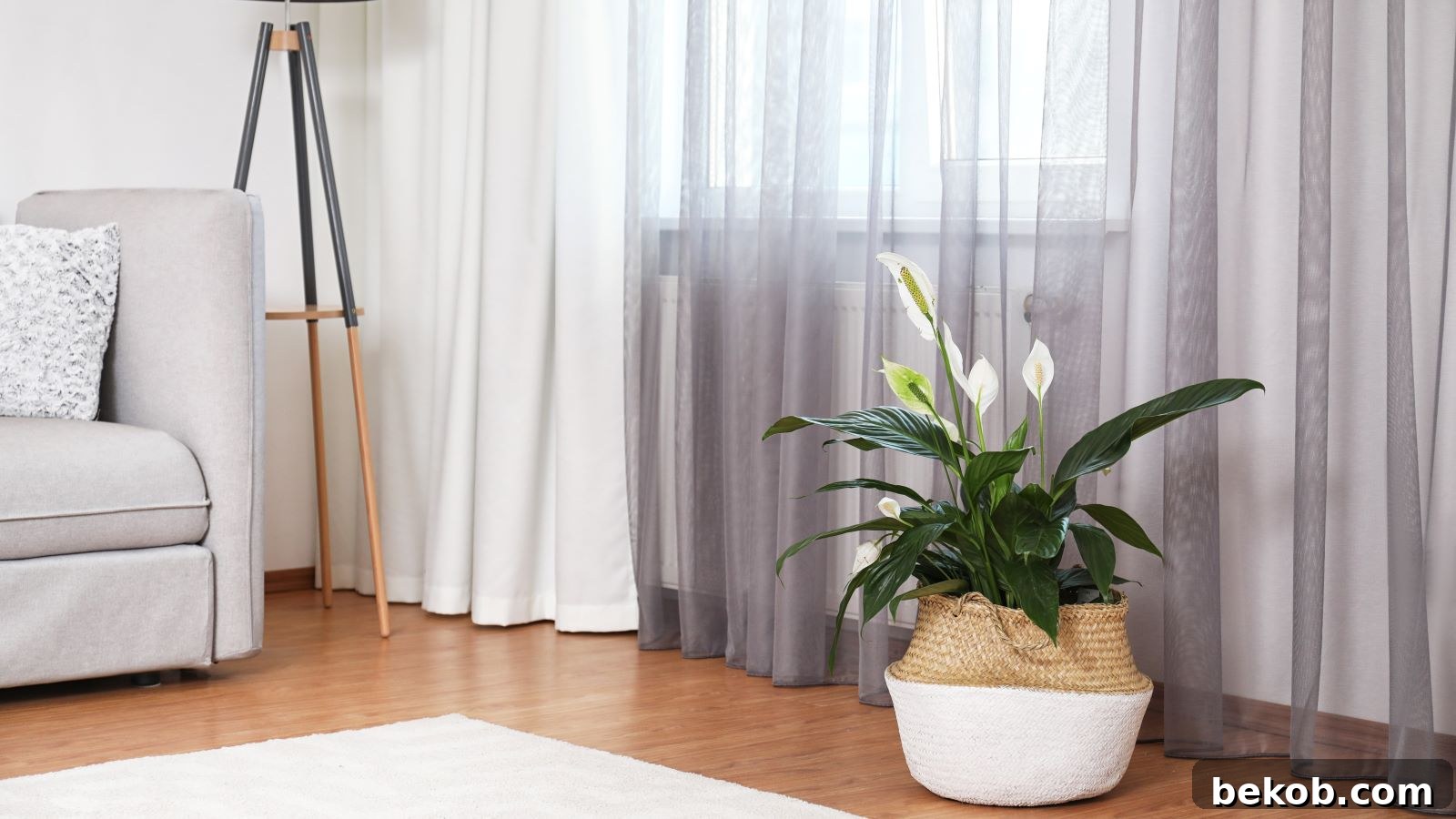 Peace Lily Indoor Plant: A Fuss-Free Flower with Impressive Show