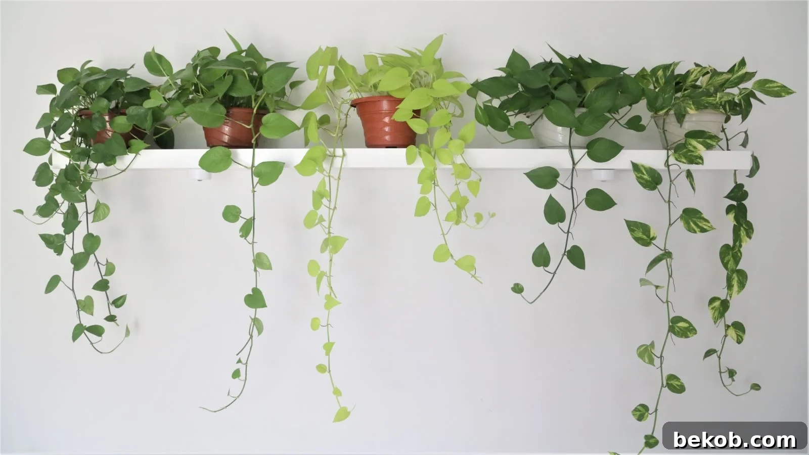 Pothos Plant: Easy Care and Hardy Houseplant