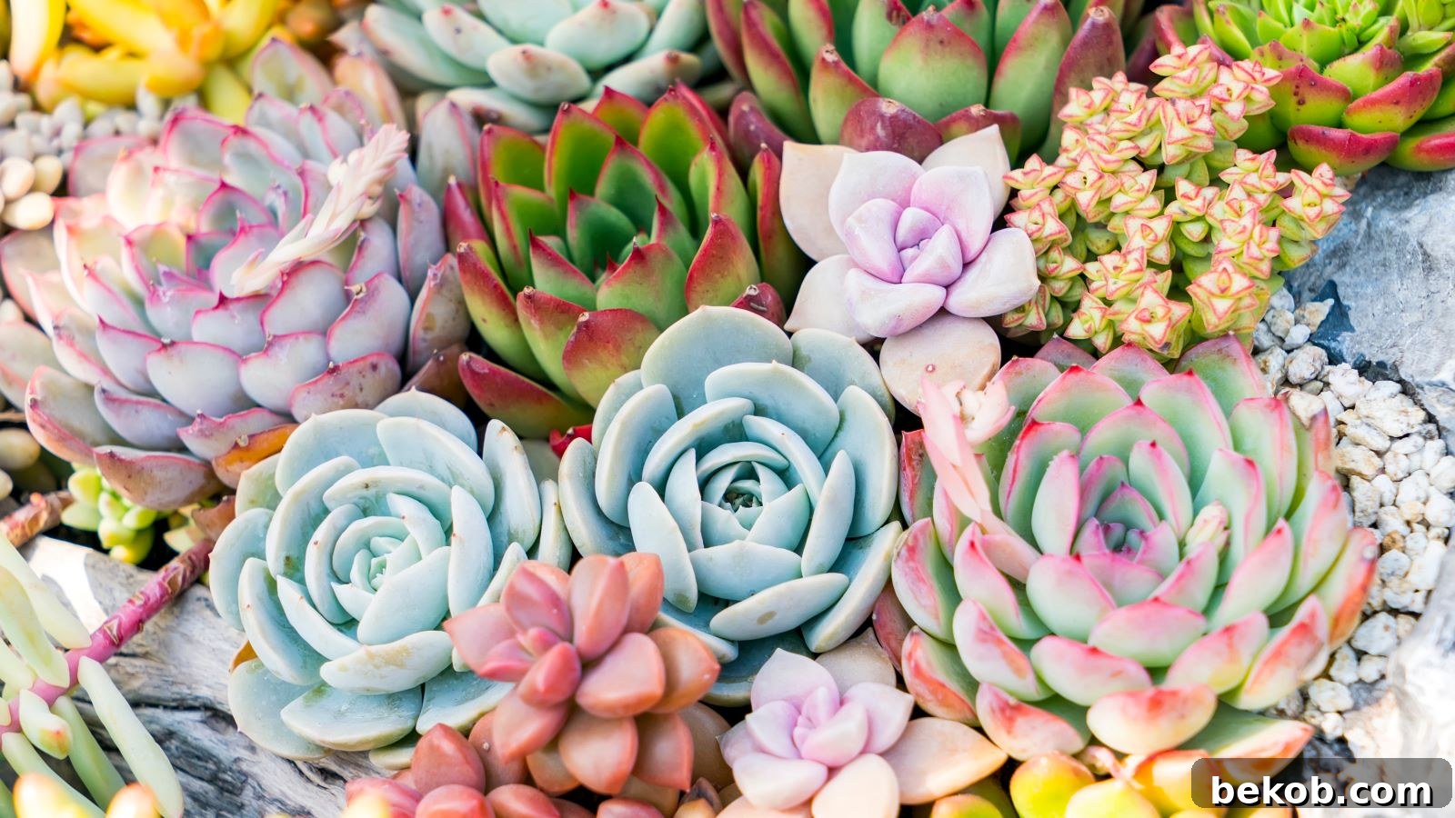 Succulents: Your Absolute Best Indoor Plant to Forget