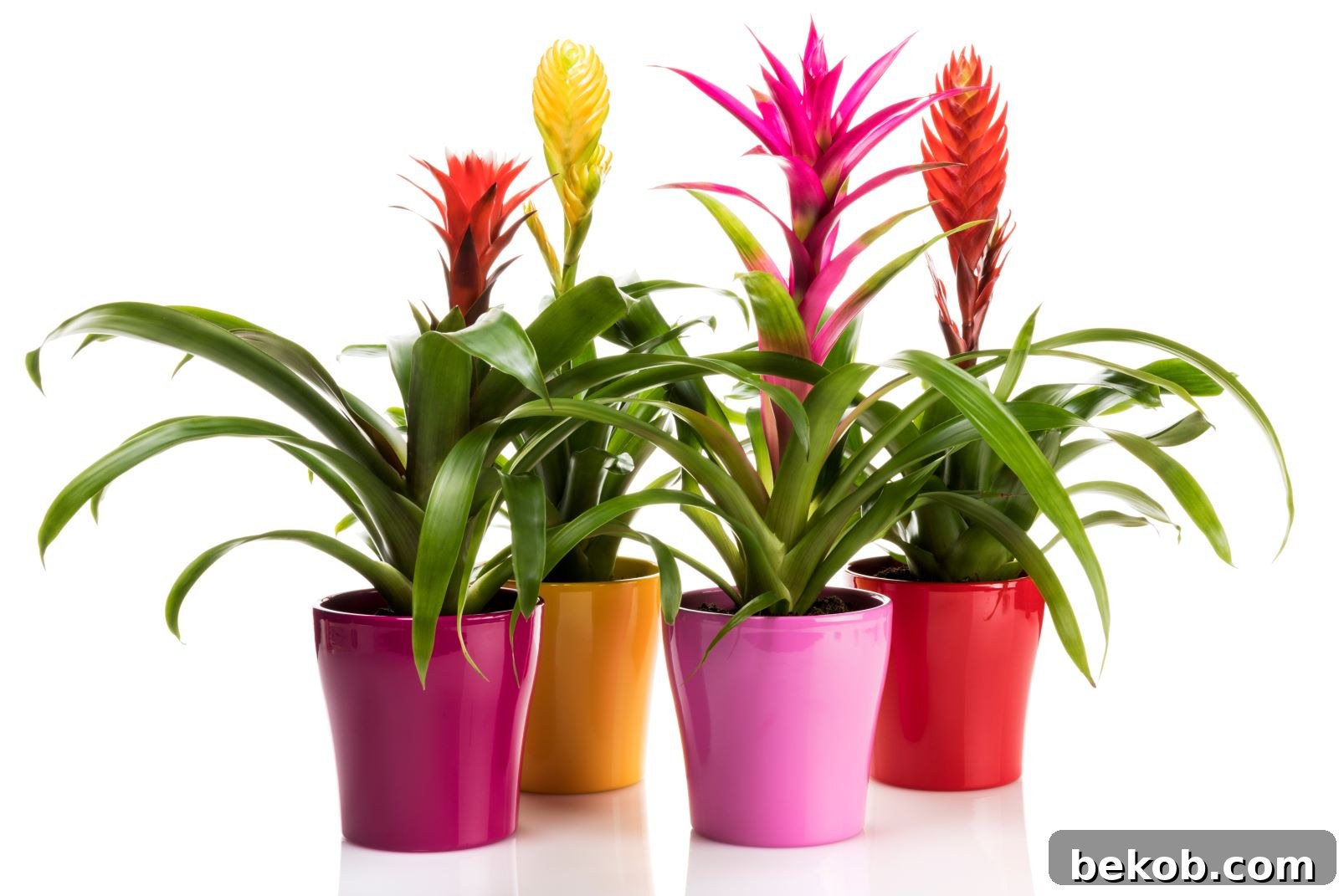 Bromeliad Plant: Beautiful and Not Delicate