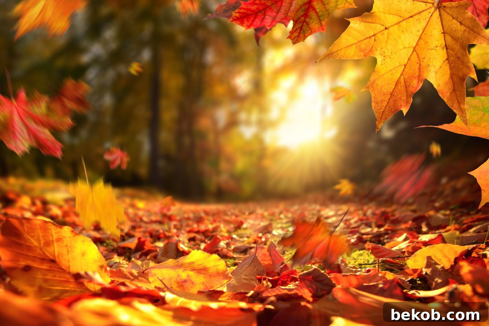 Fall Leaves