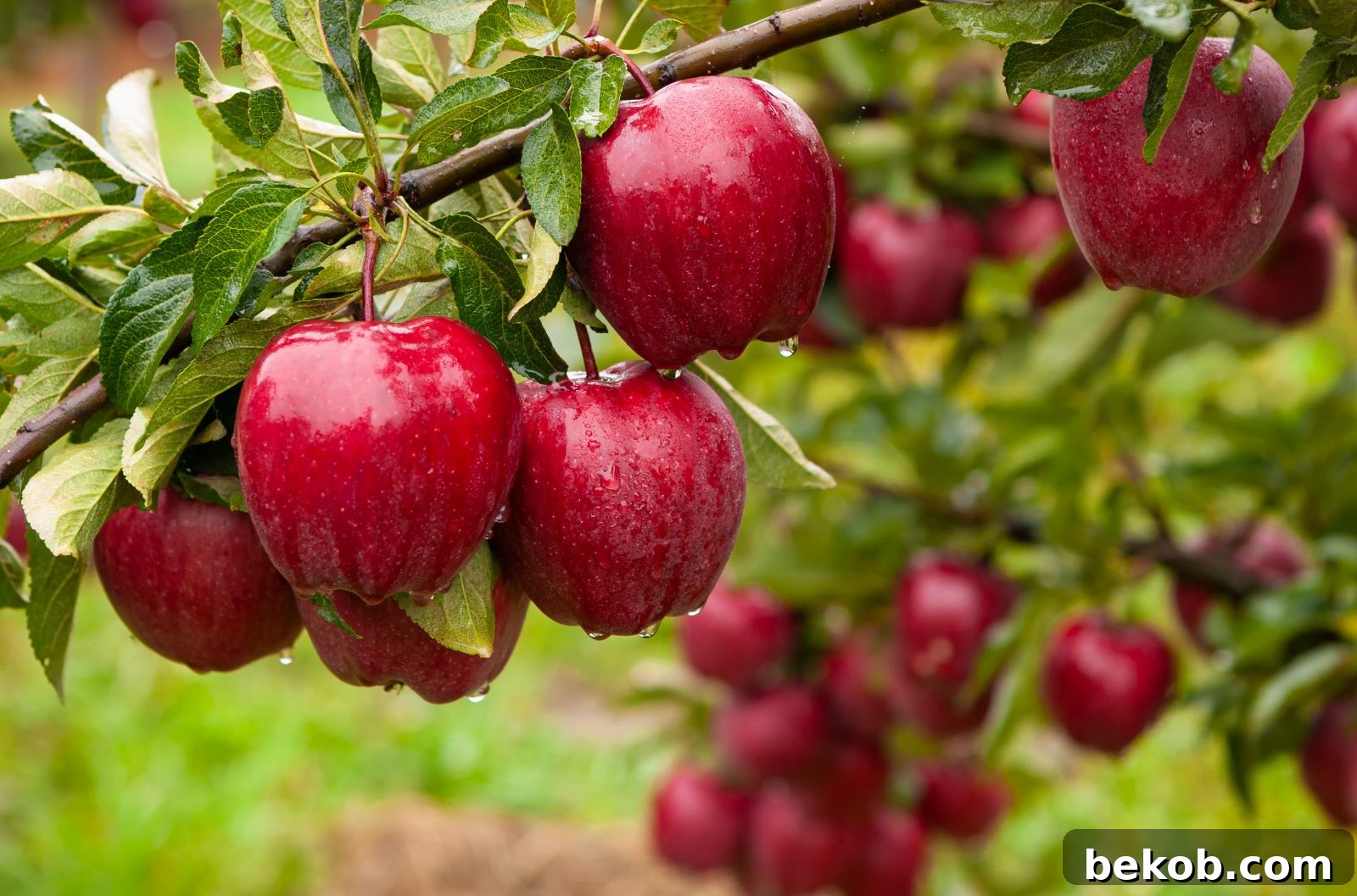 Apples