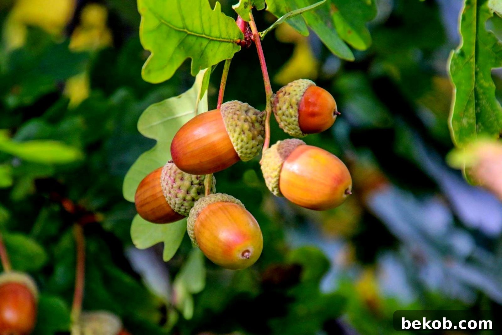 Acorns