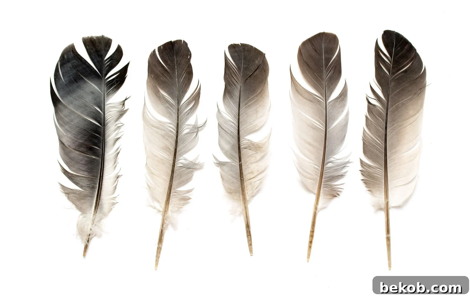 Feathers