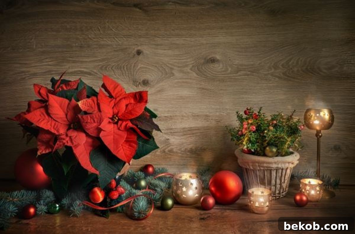 Poinsettia Decoration Photo Credit: Shutterstock.