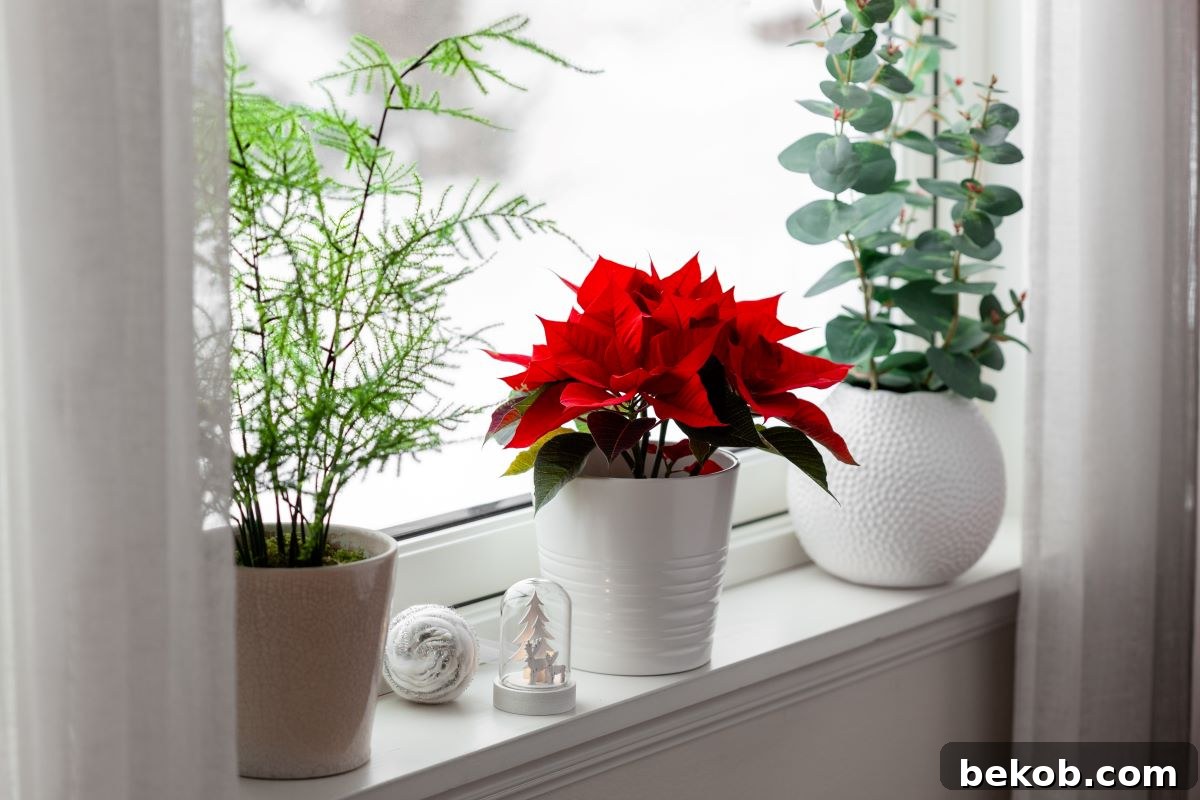 Poinsettia Window Display Shutterstock