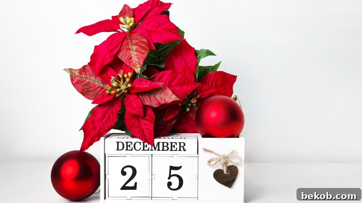 Poinsettia Calendar shutterstock