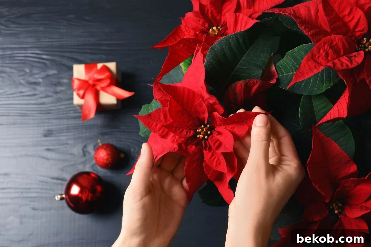 Poinsettia Care Shutterstock.