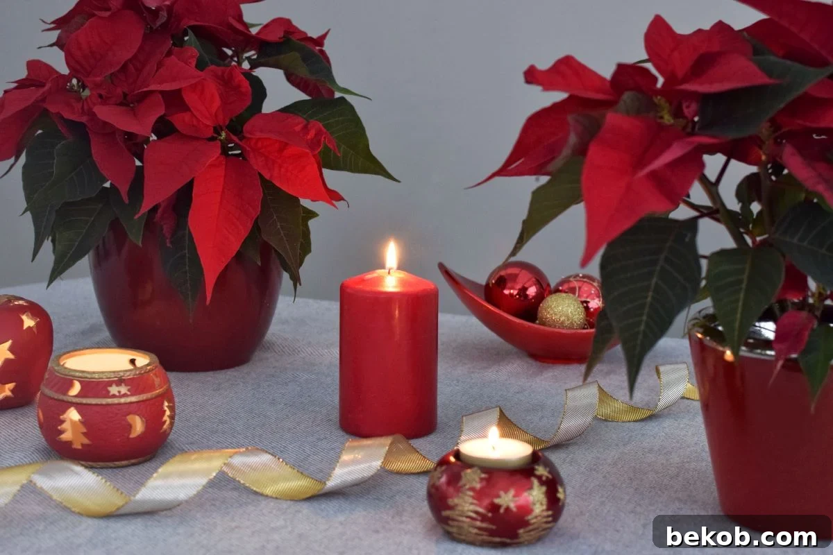 Poinsettia Table Design Shutterstock